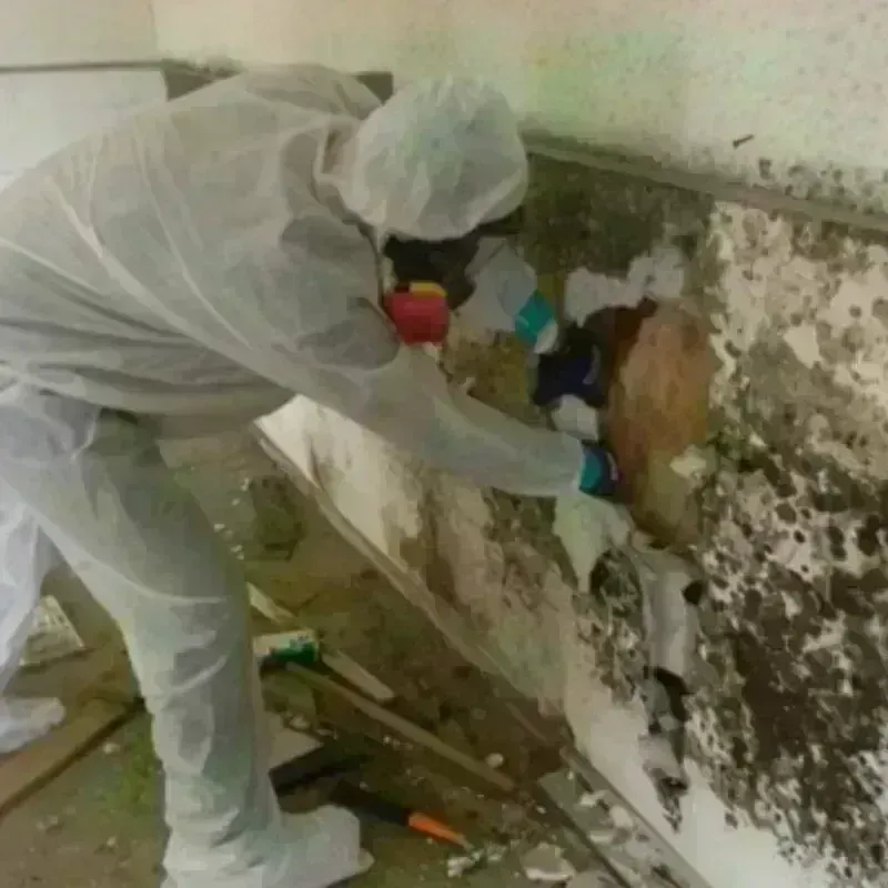 Mold Remediation and Removal in Fernley, NV